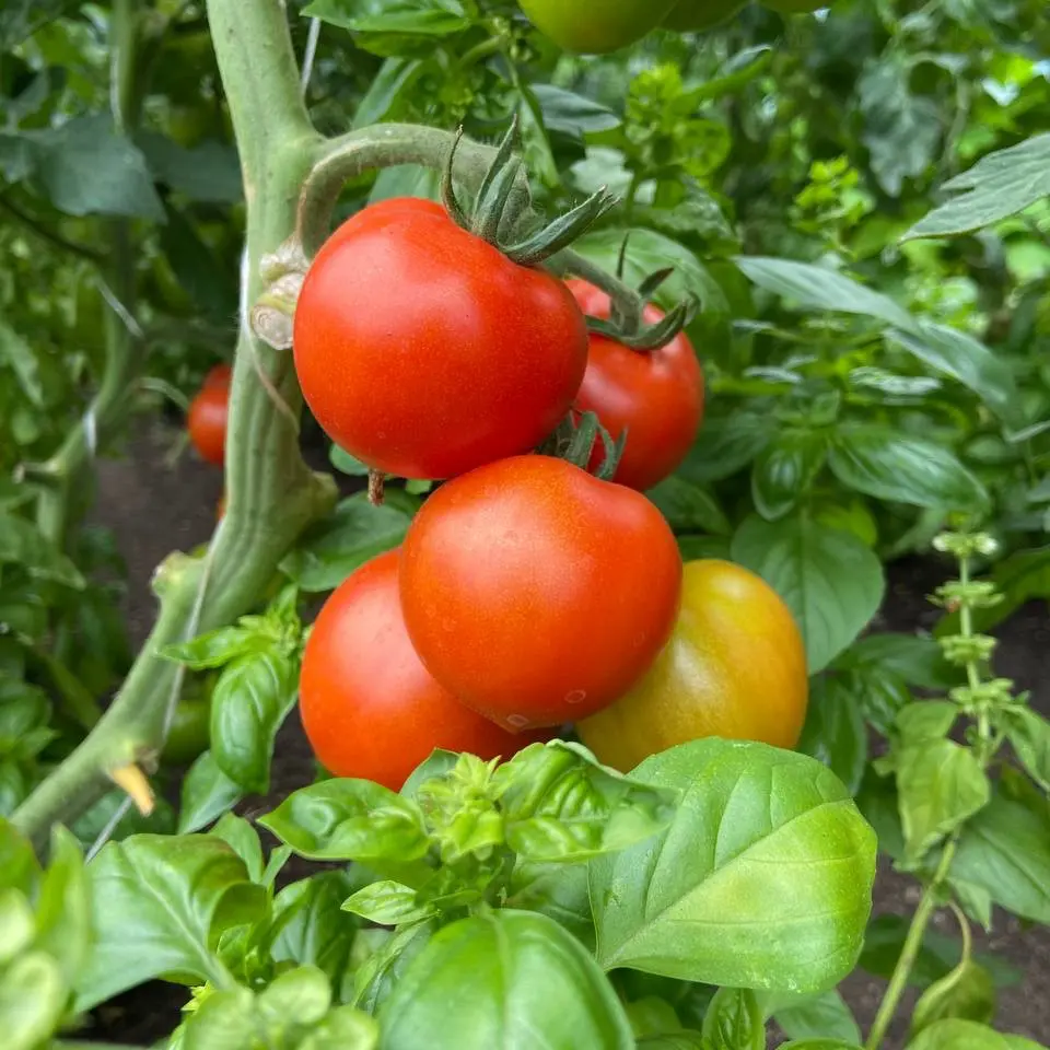 Tom & Chili Anbauplanung Tomatenpflanze mit reifen roten und gelben Tomaten, unterpflanzt mit Basilikum.
