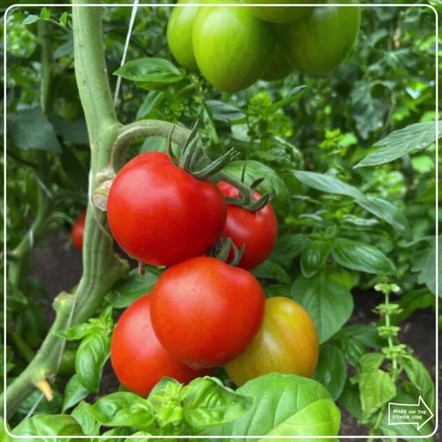 🌱🌶️ Hier zeigen wir dir, wie du aus Tomaten Paradeiser machst. Ganz einfach! 🍅🔥

Klicke mal rein und versuche es selbst! https://app.tom-and-chili.de/gast
Hier kannst du ganz unverbindlich ausprobieren...

#tomundchili #gemüseanbau #marketgardening #gemüsekiste #gemüsebau #gemüseanzucht #ökologischgärtnern #abokiste #beetplanung #marktgärtnerei #marktgarten #gemüsegärtnerei #anbauplan #anbauplanung #marktgärten #abokisten